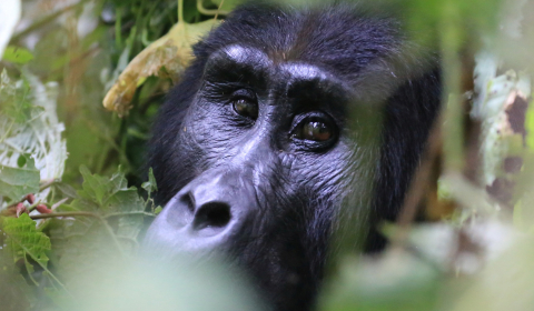 Gruppenreise Uganda: 'Auge in Auge' mit einem Berggorilla im Bwindi-Regenwald :: © B.Lutz/IC