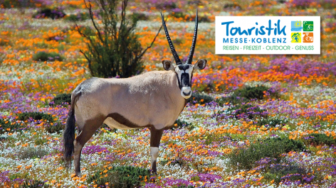 Botanische Reise Südafrika, Oryx Antilope im Namaqua Nationalpark :: © 123RF Grobler Du Preez