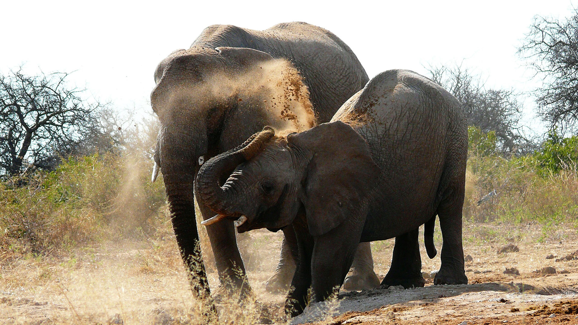 Tierwelt De Tierwelt De